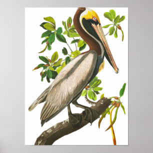 Brown Pelican door John James Audubon Poster