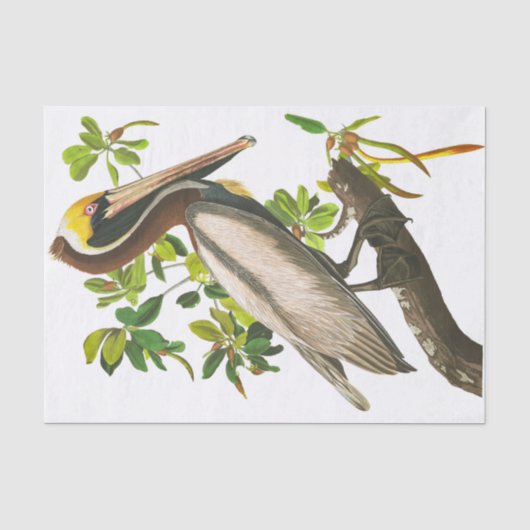 Brown Pelican door John James Audubon Tissuepapier (Voorkant)