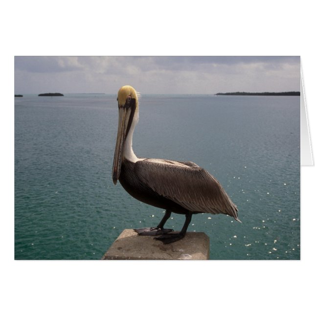 Brown Pelican Florida Keys (Voorkant Horizontaal)