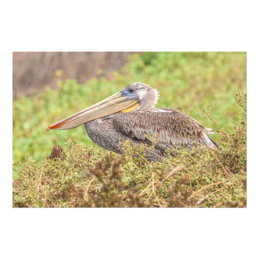 Brown Pelican Foto Afdruk (Voorkant)