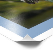 Brown Pelican Foto Afdruk (Hoek)