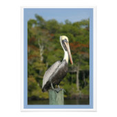 Brown Pelican Foto Afdruk (Voorkant)