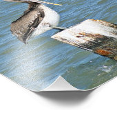 Brown pelican foto foto afdruk (Hoek)