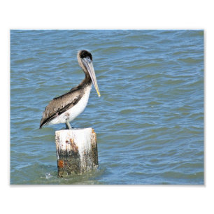 Brown pelican foto foto afdruk