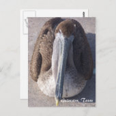 Brown Pelican Galveston Texas Briefkaart (Voorkant / Achterkant)
