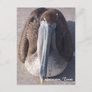 Brown Pelican Galveston Texas Briefkaart