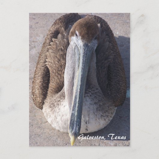 Brown Pelican Galveston Texas Briefkaart (Voorkant)