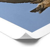 Brown Pelican in vlucht Poster (Hoek)