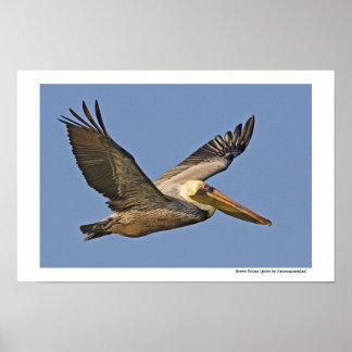 Brown Pelican in vlucht Poster