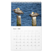 Brown Pelican Kalender 2025 (Mar 2025)