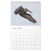 Brown Pelican Kalender 2025 (Jan 2026)