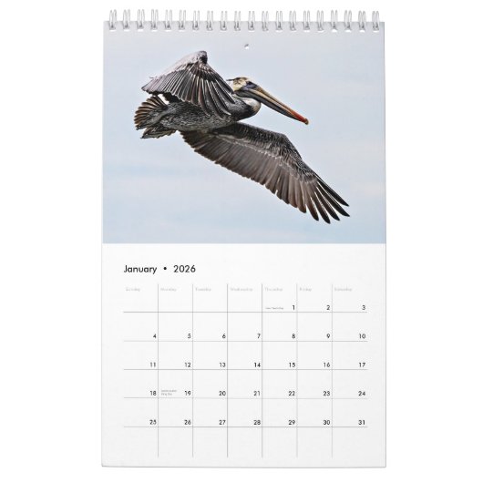 Brown Pelican Kalender 2025 (Jan 2026)