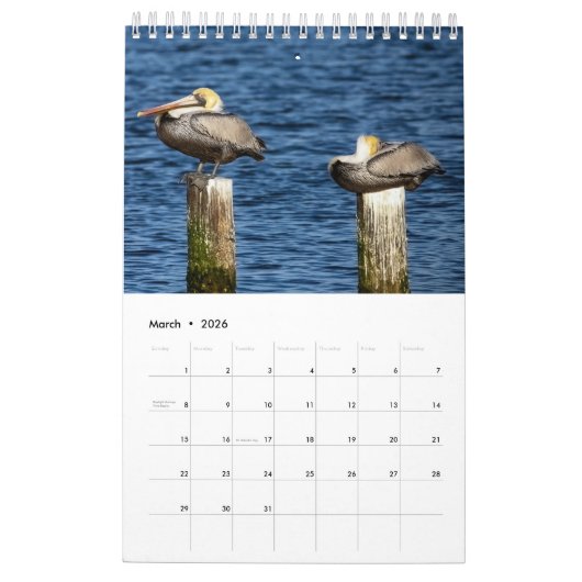Brown Pelican Kalender 2025 (Mar 2026)