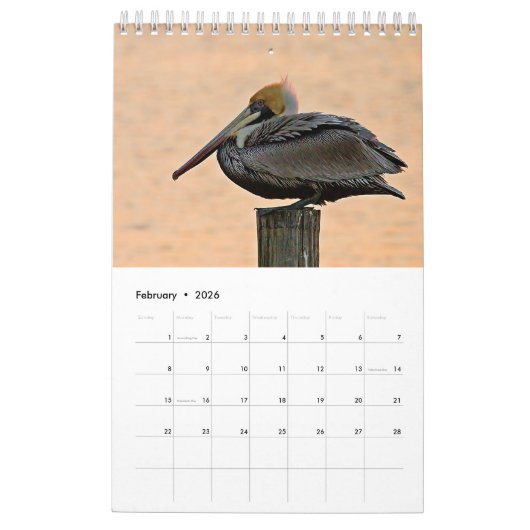 Brown Pelican Kalender 2025 (Feb 2026)