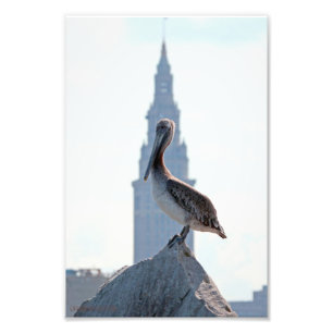 Brown Pelican met Terminal Tower in Cleveland Foto Afdruk