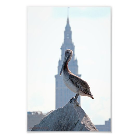 Brown Pelican met Terminal Tower in Cleveland Foto Afdruk (Voorkant)