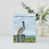 Brown Pelican Outer Banks NC Postcard Briefkaart (Staand voorkant)