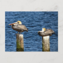 Brown Pelican Pair die op poten staat