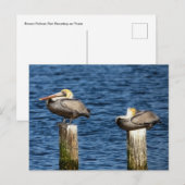 Brown Pelican Pair die op poten staat Briefkaart (Voorkant / Achterkant)
