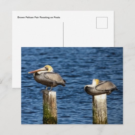 Brown Pelican Pair die op poten staat Briefkaart (Voorkant / Achterkant)