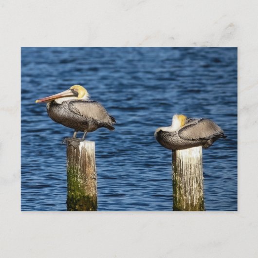 Brown Pelican Pair die op poten staat Briefkaart (Voorkant)