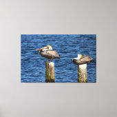 Brown Pelican Pair die op poten staat Canvas Afdruk (Voorkant)