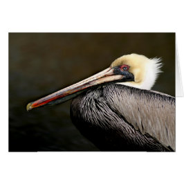 Brown Pelican Portrait