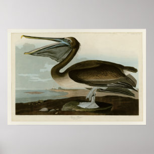Brown Pelican Poster