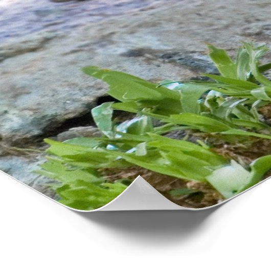 Brown Pelican Poster (Hoek)