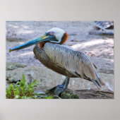 Brown Pelican Poster (Voorkant)