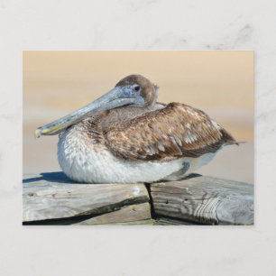 Brown Pelican Resting Briefkaart
