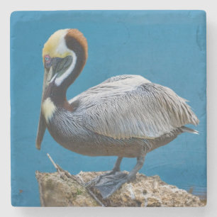 Brown Pelican Stenen Onderzetter