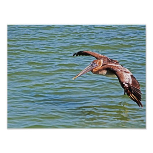Brown Pelican vliegt boven water Foto Afdruk (Voorkant)