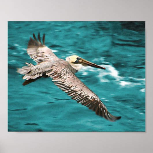 BROWN PELICAN WIND RIDER POSTER (Voorkant)