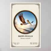 Brown Pelican Zoology Series Poster (Voorkant)