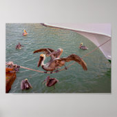 Brown Pelicans Squabble in Florida Poster (Voorkant)