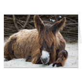 Brown Poitou Donkey (Voorkant Horizontaal)