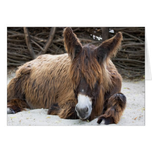 Brown Poitou Donkey