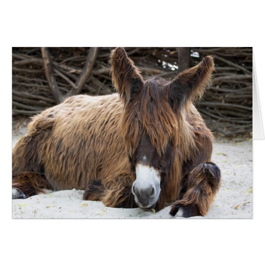 Brown Poitou Donkey (Voorkant Horizontaal)
