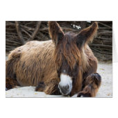 Brown Poitou Donkey (Voorkant Horizontaal)