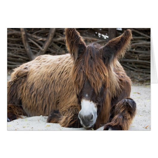 Brown Poitou Donkey (Voorkant Horizontaal)