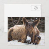Brown Poitou Donkey Briefkaart (Voorkant / Achterkant)
