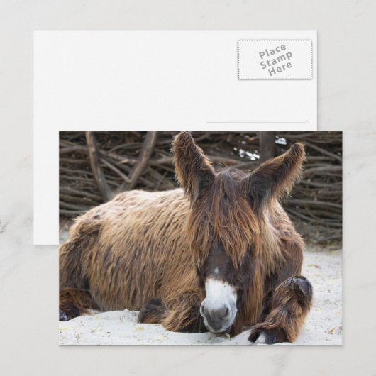 Brown Poitou Donkey Briefkaart (Voorkant / Achterkant)