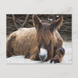 Brown Poitou Donkey Briefkaart