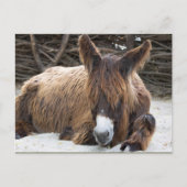 Brown Poitou Donkey Briefkaart (Voorkant)