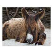 Brown Poitou Donkey Perfect Poster (Voorkant)