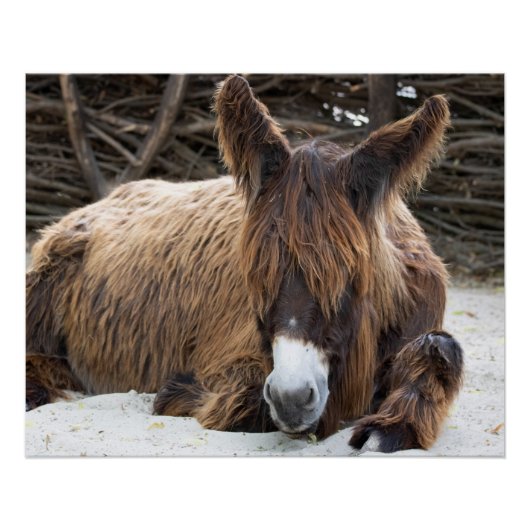 Brown Poitou Donkey Perfect Poster (Voorkant)