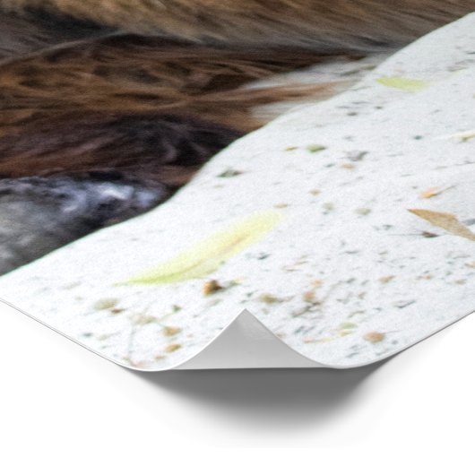 Brown Poitou Donkey Poster (Hoek)