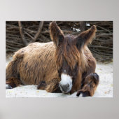 Brown Poitou Donkey Poster (Voorkant)