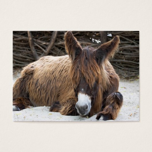 Brown Poitou Donkey Visitekaartje (Voorkant)